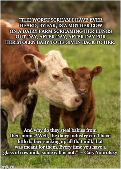 Milk | image tagged in vegan,cows,milk,cheese,dairy,calves | made w/ Imgflip meme maker