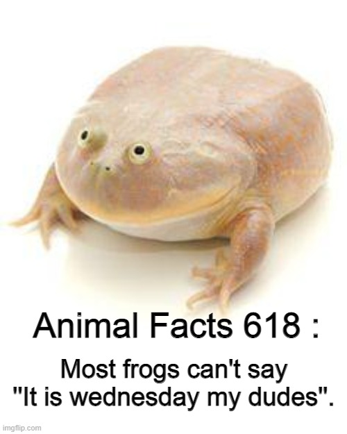 they make funni frog noises tho | Animal Facts 618 :; Most frogs can't say ''It is wednesday my dudes''. | image tagged in wednesday frog blank,it is wednesday my dudes,animal facts | made w/ Imgflip meme maker
