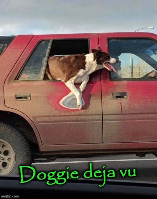 Doggie deja vu | image tagged in cuz cars | made w/ Imgflip meme maker