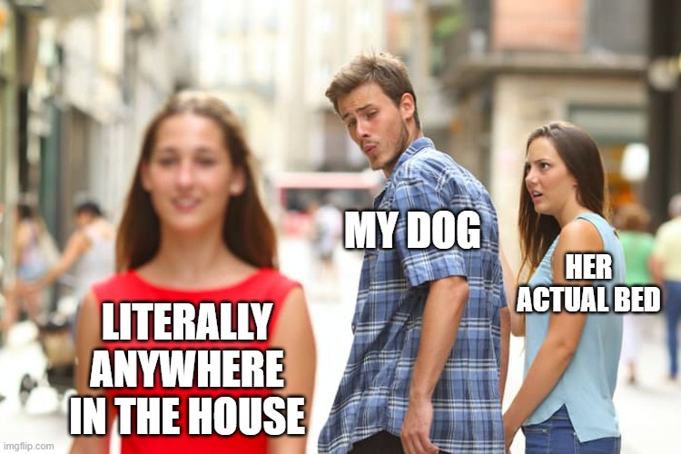 Distracted Boyfriend Meme | MY DOG; HER ACTUAL BED; LITERALLY ANYWHERE IN THE HOUSE | image tagged in memes,distracted boyfriend | made w/ Imgflip meme maker