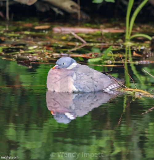 water pigeon | made w/ Imgflip meme maker
