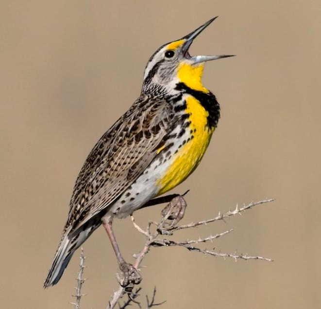 High Quality Meadow Lark Says Hello Blank Meme Template