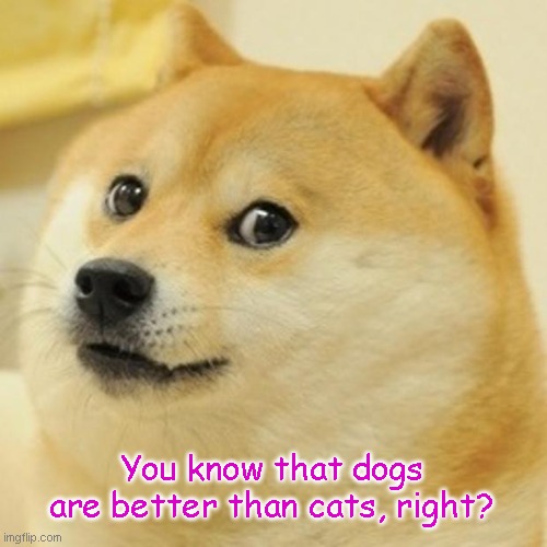 fun | You know that dogs are better than cats, right? | image tagged in memes,doge | made w/ Imgflip meme maker