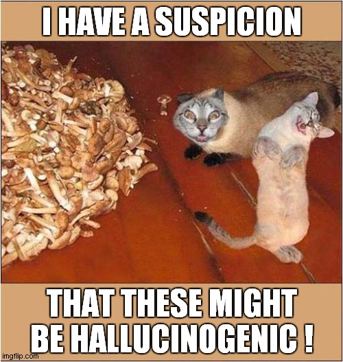 It's A Kind Of Magic ! | I HAVE A SUSPICION; THAT THESE MIGHT BE HALLUCINOGENIC ! | image tagged in cats,mushrooms,hallucinate | made w/ Imgflip meme maker