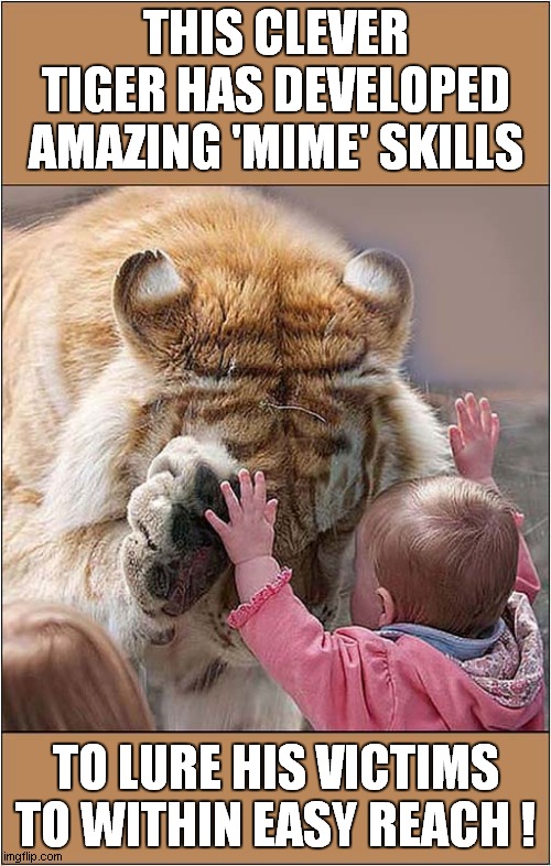 There Is No Glass ! |  THIS CLEVER TIGER HAS DEVELOPED AMAZING 'MIME' SKILLS; TO LURE HIS VICTIMS TO WITHIN EASY REACH ! | image tagged in fun,tigers,hunting,strategy,mime | made w/ Imgflip meme maker