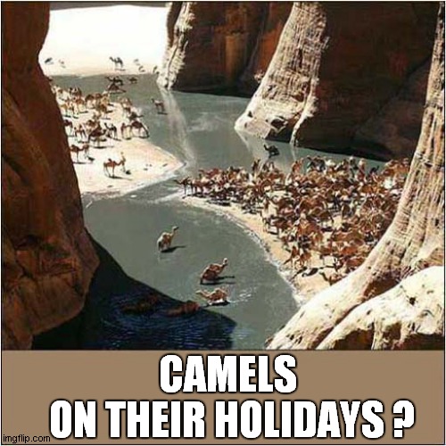 What's Going On Here ? | ON THEIR HOLIDAYS ? CAMELS | image tagged in what's going on,camels,holidays | made w/ Imgflip meme maker