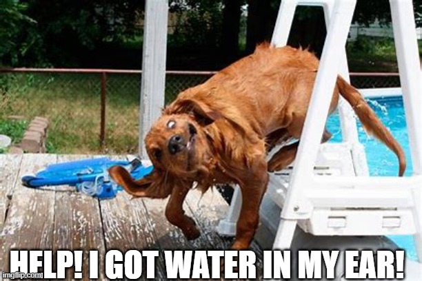 me after diving | HELP! I GOT WATER IN MY EAR! | image tagged in dog | made w/ Imgflip meme maker