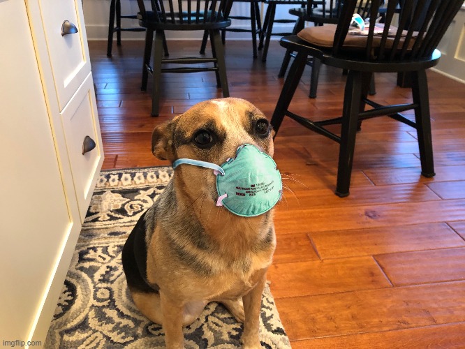 My dad photoshopped this on my dog | image tagged in dog,covid-19,face mask | made w/ Imgflip meme maker