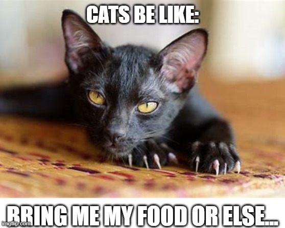 :P | CATS BE LIKE:; BRING ME MY FOOD OR ELSE... | image tagged in cat | made w/ Imgflip meme maker