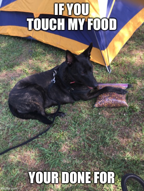 My dog with food | IF YOU TOUCH MY FOOD; YOUR DONE FOR | image tagged in dogs | made w/ Imgflip meme maker