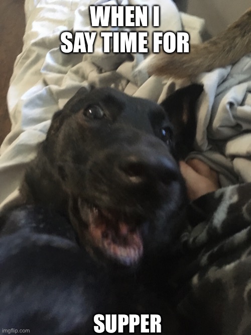 Supper time | WHEN I SAY TIME FOR; SUPPER | image tagged in dogs | made w/ Imgflip meme maker