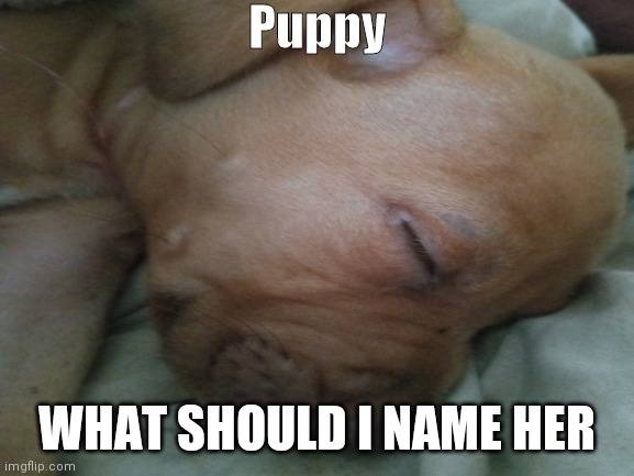 What should I name the cutie | Puppy; WHAT SHOULD I NAME HER | image tagged in puppy,cute,name | made w/ Imgflip meme maker