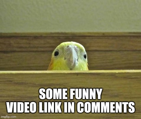 birb | SOME FUNNY VIDEO LINK IN COMMENTS | image tagged in the birb | made w/ Imgflip meme maker