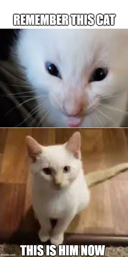 He grew up :) | REMEMBER THIS CAT; THIS IS HIM NOW | image tagged in cats | made w/ Imgflip meme maker