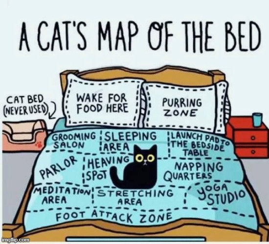 a cat's map of the bed | image tagged in cats,bed,map,lol | made w/ Imgflip meme maker