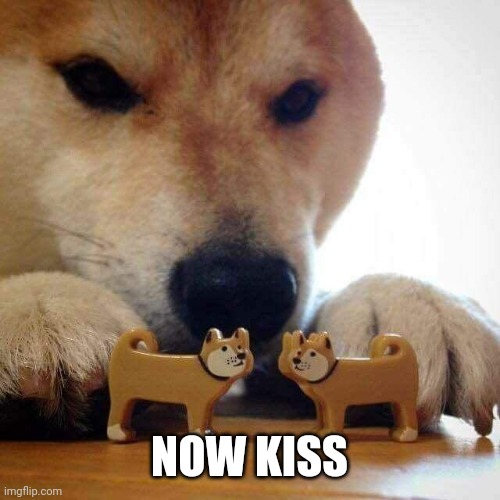 dog now kiss  | NOW KISS | image tagged in dog now kiss | made w/ Imgflip meme maker