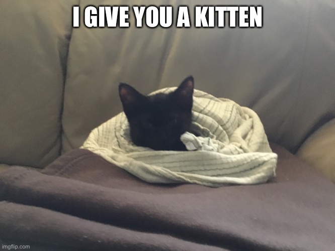 Me on Saturday | I GIVE YOU A KITTEN | image tagged in cute cat | made w/ Imgflip meme maker