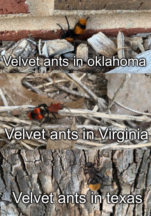 They’re cool insects | Velvet ants in oklahoma; Velvet ants in Virginia; Velvet ants in texas | image tagged in cool | made w/ Imgflip meme maker