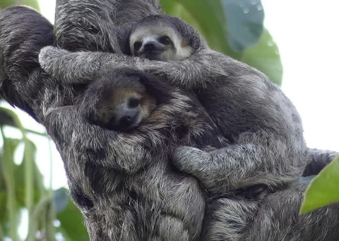 Sloth cuddle ball Blank Meme Template
