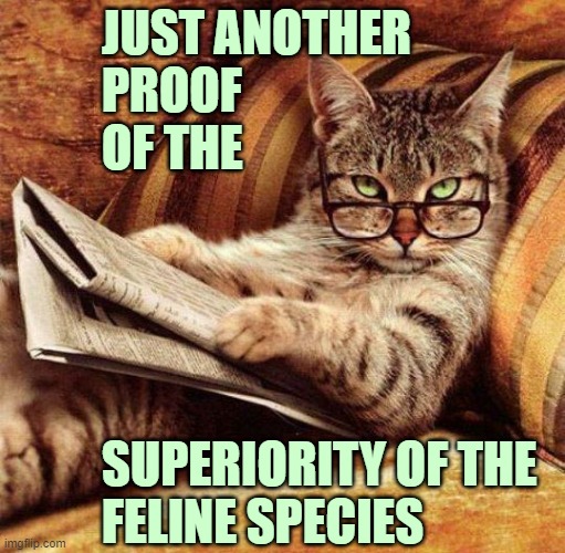 ▬▬ comment specific to meme of cat catching its tail | JUST ANOTHER
PROOF
OF THE SUPERIORITY OF THE
FELINE SPECIES | image tagged in smart cat,comment | made w/ Imgflip meme maker