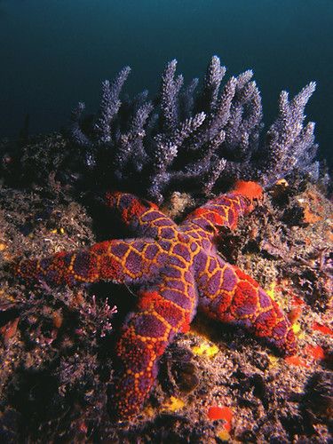 Starfish | image tagged in awesome,pics,photography | made w/ Imgflip meme maker