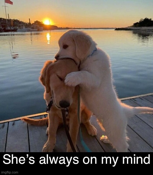 That One Girl | She’s always on my mind | image tagged in funy memes,cute dogs | made w/ Imgflip meme maker