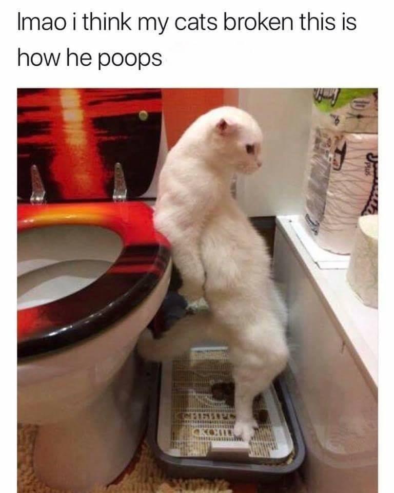 Cat pooping upright Blank Meme Template