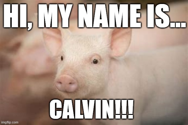 Piggy | HI, MY NAME IS... CALVIN!!! | image tagged in calvin,piggy,pig,animals,fun,funny | made w/ Imgflip meme maker