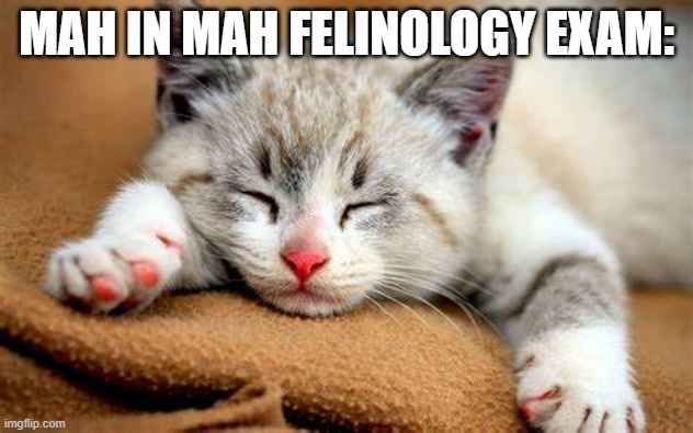 Felinology exam | MAH IN MAH FELINOLOGY EXAM: | image tagged in cats,funny,exam,sleep,animals,lazy | made w/ Imgflip meme maker