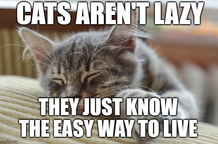 Cats aren't lazy | CATS AREN'T LAZY; THEY JUST KNOW THE EASY WAY TO LIVE | image tagged in cats,sleep,lazy,tired,funny,whiskers | made w/ Imgflip meme maker