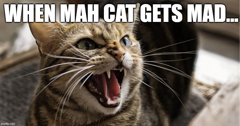 Mad Cat | WHEN MAH CAT GETS MAD... | image tagged in cat,angry,scary,mad,funny | made w/ Imgflip meme maker