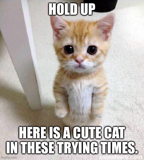 Cute Cat Meme | HOLD UP HERE IS A CUTE CAT IN THESE TRYING TIMES. | image tagged in memes,cute cat | made w/ Imgflip meme maker