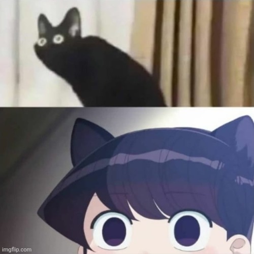 Same Energy | image tagged in oh no black cat,komi-san,anime,memes,cats,same energy | made w/ Imgflip meme maker