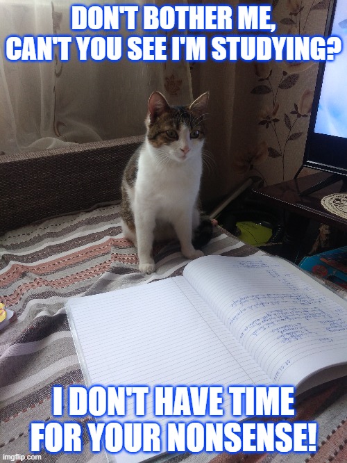 DON'T BOTHER ME, CAN'T YOU SEE I'M STUDYING? I DON'T HAVE TIME FOR YOUR NONSENSE! | made w/ Imgflip meme maker
