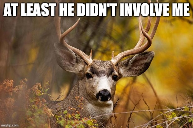 deer meme | AT LEAST HE DIDN'T INVOLVE ME | image tagged in deer meme | made w/ Imgflip meme maker