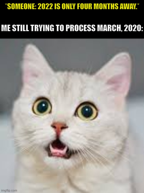 Nani The F*ck? | *SOMEONE: 2022 IS ONLY FOUR MONTHS AWAY.*; ME STILL TRYING TO PROCESS MARCH, 2020: | image tagged in funny cats | made w/ Imgflip meme maker