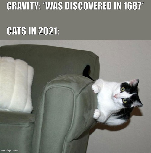 Mfs got no chill | GRAVITY: *WAS DISCOVERED IN 1687*; CATS IN 2021: | image tagged in funny | made w/ Imgflip meme maker