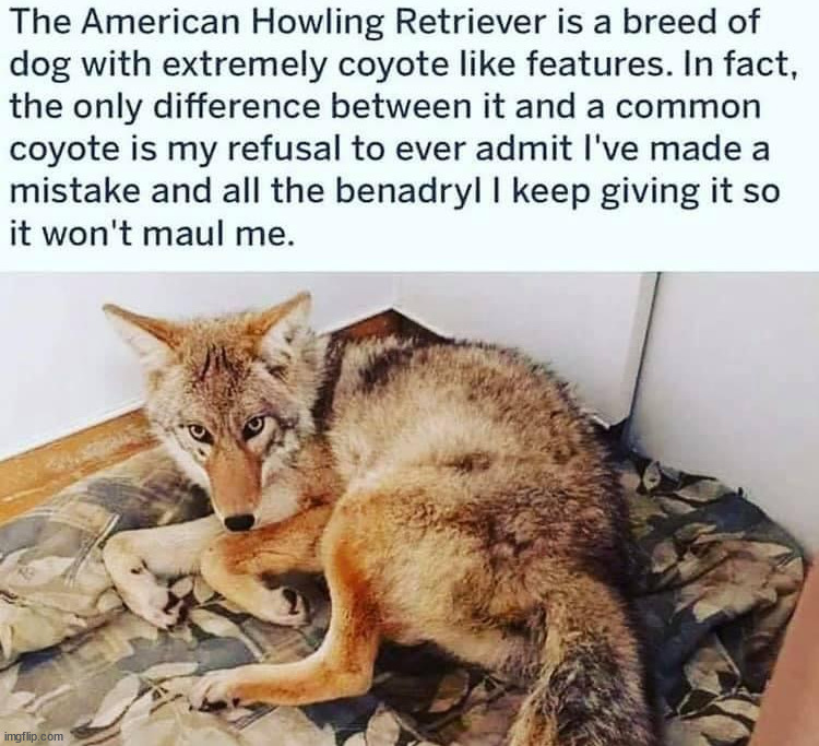 That's no dog | image tagged in dogs | made w/ Imgflip meme maker