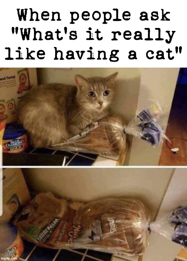  When people ask "What's it really like having a cat" | image tagged in cats | made w/ Imgflip meme maker