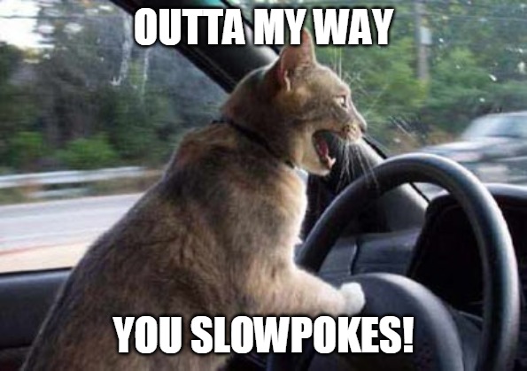 OUTTA MY WAY; YOU SLOWPOKES! | image tagged in meme,memes,cat,cats,driving | made w/ Imgflip meme maker