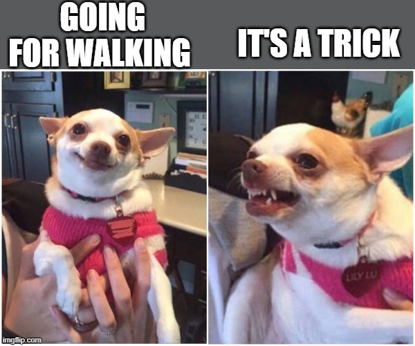 Happy chihuahua angry chihuahua  | GOING FOR WALKING IT'S A TRICK | image tagged in happy chihuahua angry chihuahua | made w/ Imgflip meme maker