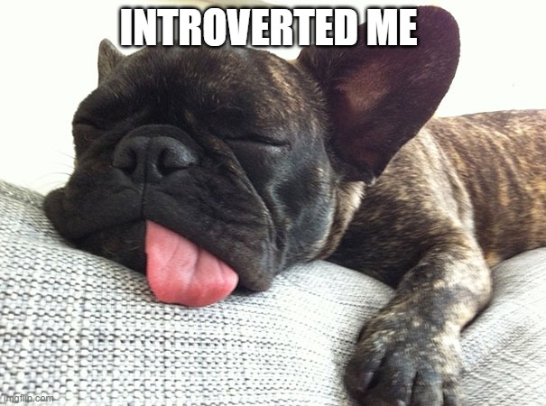 Sleepy puppy no sleep in class | INTROVERTED ME | image tagged in sleepy puppy no sleep in class | made w/ Imgflip meme maker