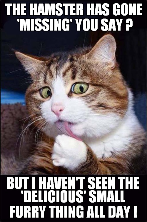 Mystery Disappearance ? | THE HAMSTER HAS GONE
 'MISSING' YOU SAY ? BUT I HAVEN'T SEEN THE; 'DELICIOUS' SMALL FURRY THING ALL DAY ! | image tagged in cats,delicious,hamster,suspicious cat | made w/ Imgflip meme maker