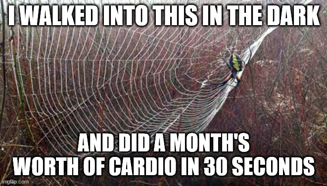Shelob's Web | I WALKED INTO THIS IN THE DARK; AND DID A MONTH'S WORTH OF CARDIO IN 30 SECONDS | image tagged in spider web,cardio | made w/ Imgflip meme maker