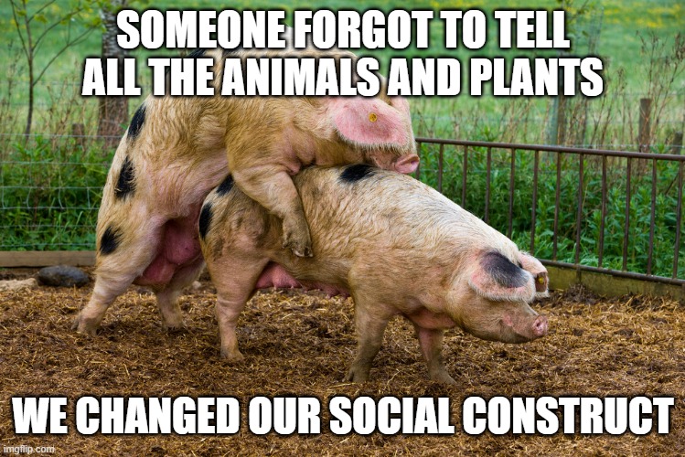 Making Bacon | SOMEONE FORGOT TO TELL ALL THE ANIMALS AND PLANTS WE CHANGED OUR SOCIAL CONSTRUCT | image tagged in making bacon | made w/ Imgflip meme maker