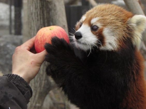 High Quality Red panda gift Blank Meme Template