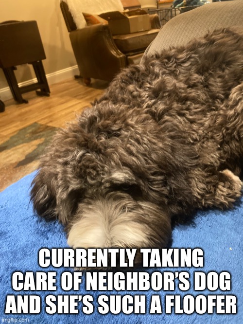 Her name’s gracie | CURRENTLY TAKING CARE OF NEIGHBOR’S DOG AND SHE’S SUCH A FLOOFER | made w/ Imgflip meme maker