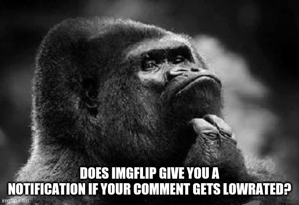 if not pls make it happen | DOES IMGFLIP GIVE YOU A NOTIFICATION IF YOUR COMMENT GETS LOWRATED? | image tagged in thinking monkey,imgflip,question | made w/ Imgflip meme maker