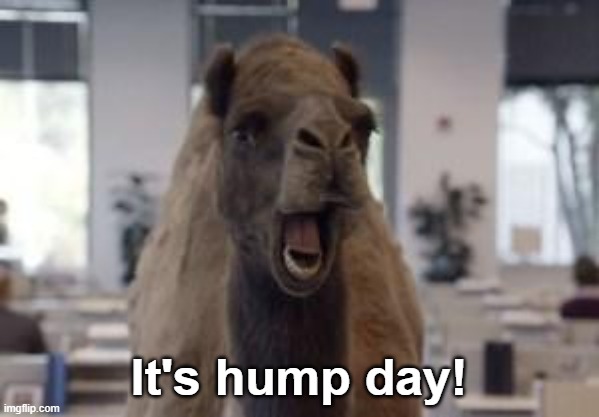 Hump Day Camel | It's hump day! | image tagged in hump day camel | made w/ Imgflip meme maker