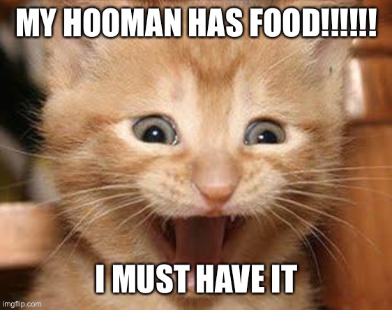 Excited Cat | MY HOOMAN HAS FOOD!!!!!! I MUST HAVE IT | image tagged in memes,excited cat | made w/ Imgflip meme maker